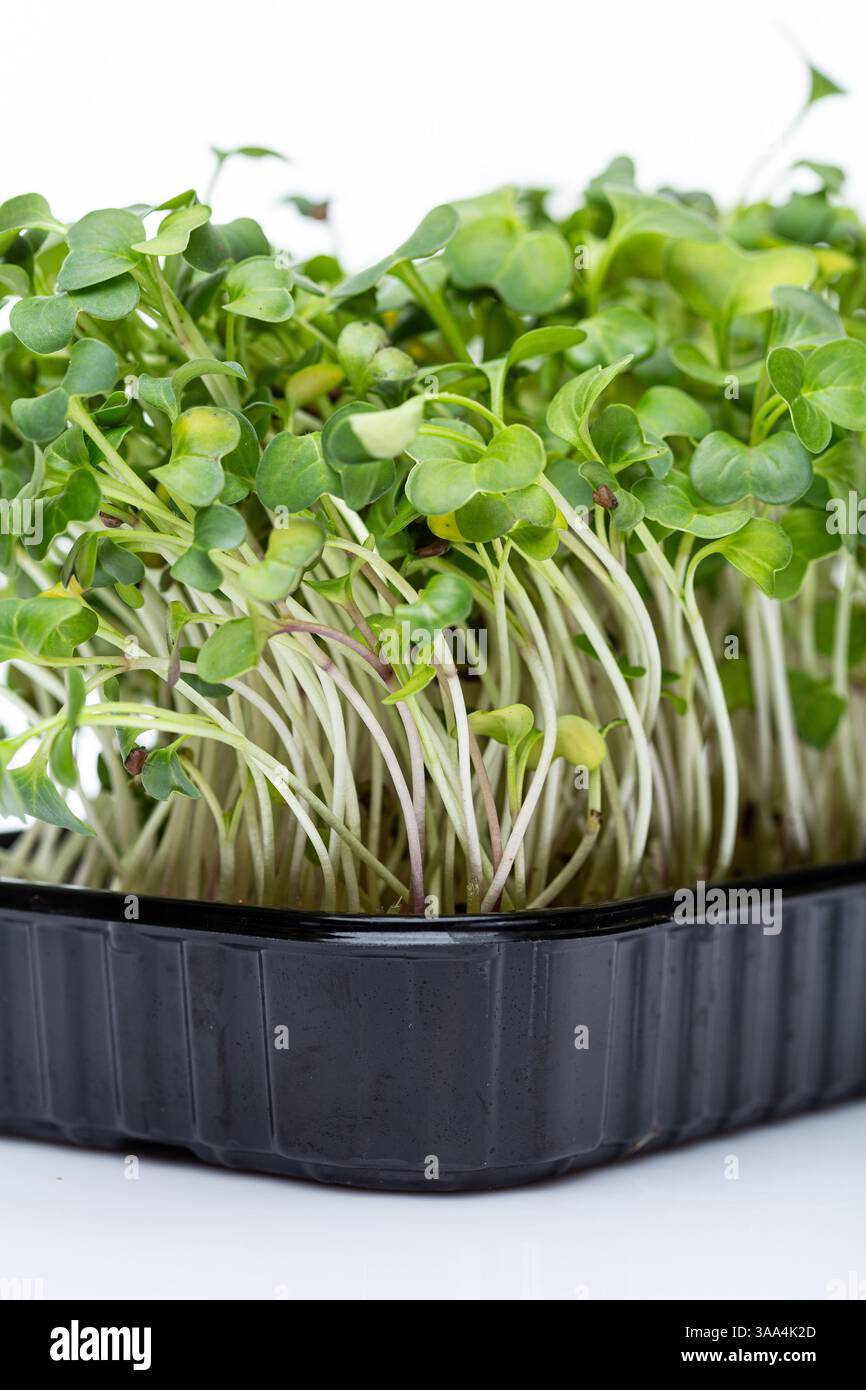 Primo piano di micro germogli verdi di ravanello. Concetto di super cibo sano Foto Stock