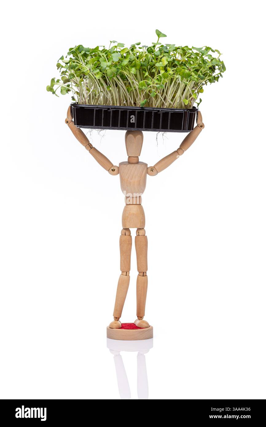 Manichino giocattolo in legno che tiene il micro vassoio verde del ravanello sopra la testa su uno sfondo bianco. Concetto di alimentazione sana Foto Stock