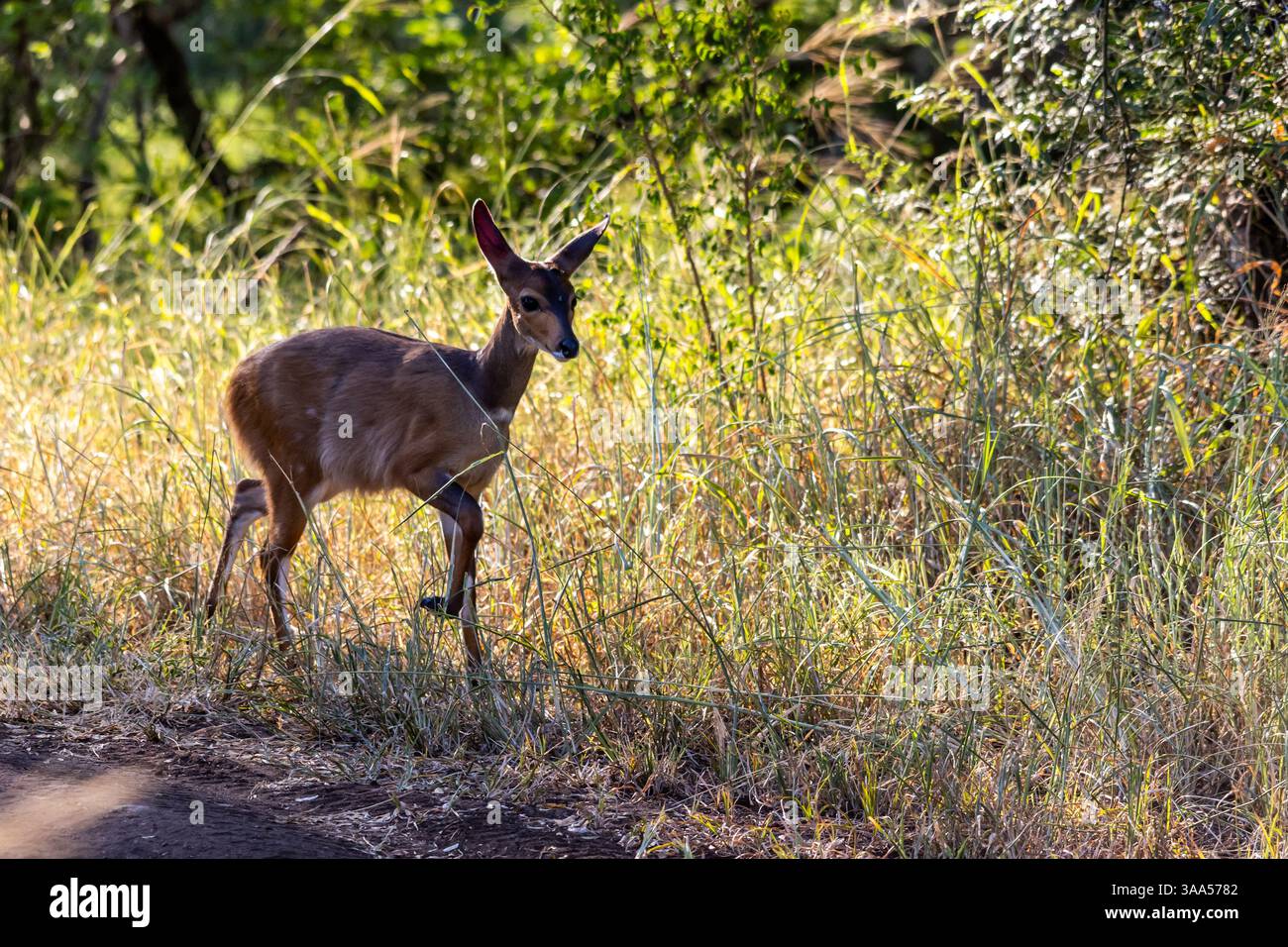 Un vitello bushbuck vicino alla strada, prima di seguire la madre nel Bush, nel parco nazionale Kruger. Foto Stock