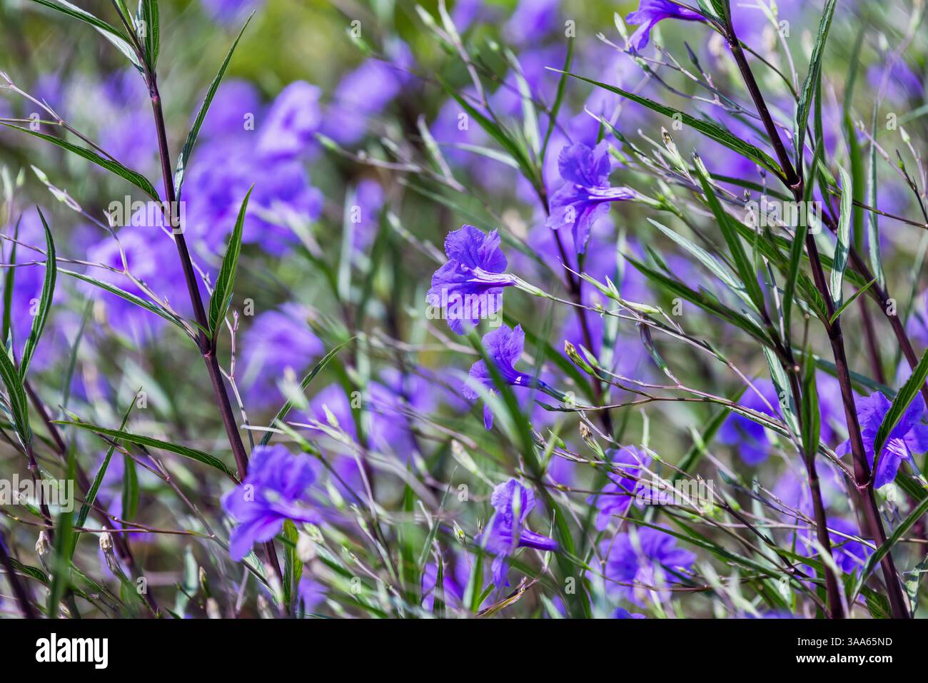 Fiori viola vivaci in un giorno d'estate di sole. Ruellia è un genere di piante da fiore comunemente noto come ruellias o petunie selvatiche Foto Stock