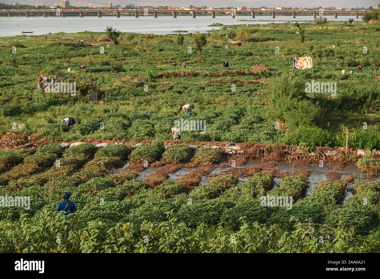 Bamako, Mali. 31 maggio 2017. Vista del fiume Niger durante la stagione calda a Bamako dalla riva destra della capitale maliana, 31 maggio 2017. Il basso livello dell'acqua del fiume lascia il posto a grandi giardini per il giardinaggio del mercato. Di fronte sulla riva sinistra si possono vedere due grandi edifici: Sulla sinistra, la torre della Banca centrale degli Stati dell'Africa Occidentale (BCEAO) e sulla destra, l'Hotel de l'amitie. - 31/05/2017 - Mali/Bamako District/Bamako - Nicolas Remene/le Pictorium credito: LE PICTORIUM/Alamy Live News Foto Stock