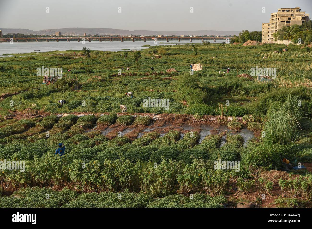 Bamako, Mali. 31 maggio 2017. Vista del fiume Niger durante la stagione calda a Bamako dalla riva destra della capitale maliana, 31 maggio 2017. Il basso livello dell'acqua del fiume lascia il posto a grandi giardini per il giardinaggio del mercato. Di fronte sulla riva sinistra si possono vedere due grandi edifici: Sulla sinistra, la torre della Banca centrale degli Stati dell'Africa Occidentale (BCEAO) e sulla destra, l'Hotel de l'amitie. - 31/05/2017 - Mali/Bamako District/Bamako - Nicolas Remene/le Pictorium credito: LE PICTORIUM/Alamy Live News Foto Stock