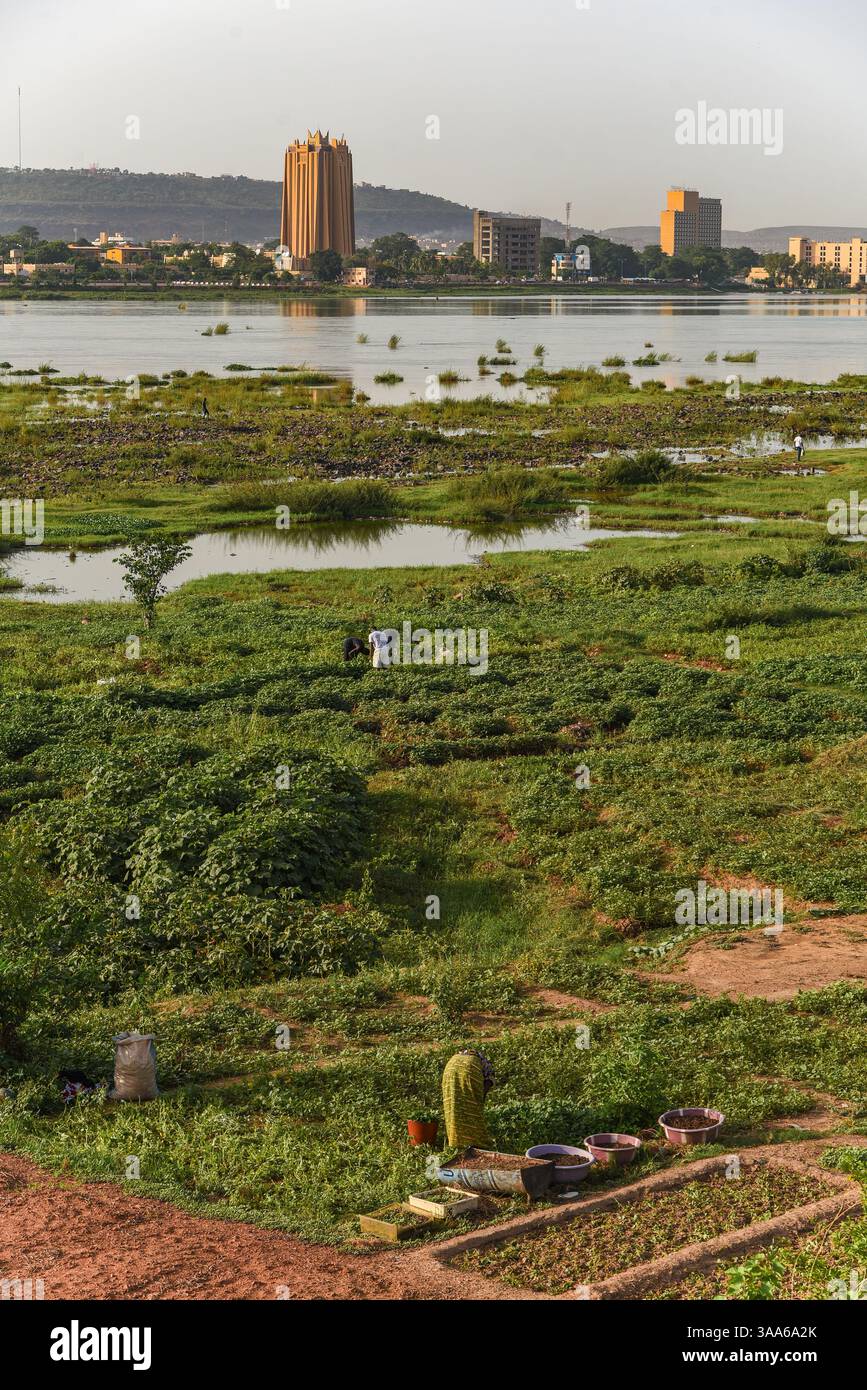Bamako, Mali. 31 maggio 2017. Vista del fiume Niger durante la stagione calda a Bamako dalla riva destra della capitale maliana, 31 maggio 2017. Il basso livello dell'acqua del fiume lascia il posto a grandi giardini per il giardinaggio del mercato. Di fronte sulla riva sinistra si possono vedere due grandi edifici: Sulla sinistra, la torre della Banca centrale degli Stati dell'Africa Occidentale (BCEAO) e sulla destra, l'Hotel de l'amitie. - 31/05/2017 - Mali/Bamako District/Bamako - Nicolas Remene/le Pictorium credito: LE PICTORIUM/Alamy Live News Foto Stock