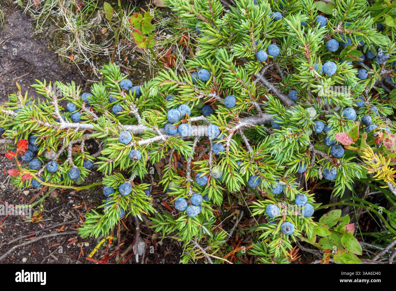Juniperus nana con frutti di bosco, pianta di montagna. Valle alpina Windachtal. Alpi dello Stubai. Tirolo, Austria. Europa. Foto Stock