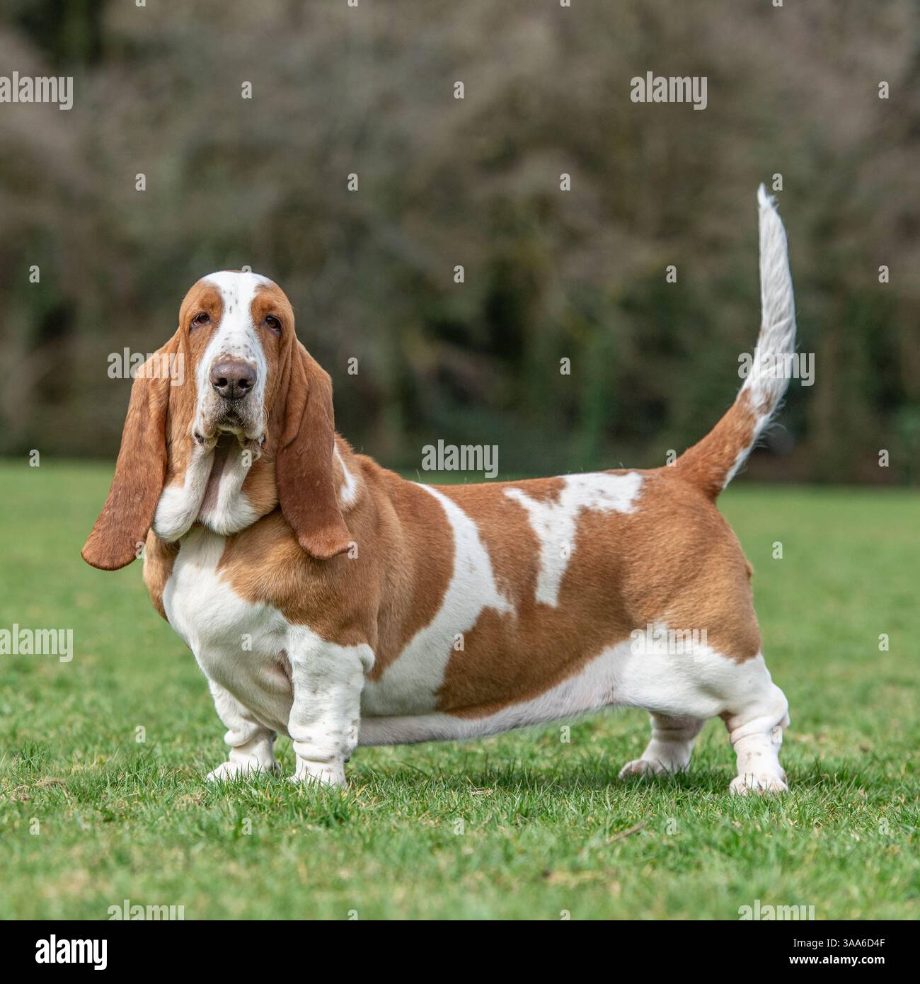 il levriero basset si trova in campagna Foto Stock