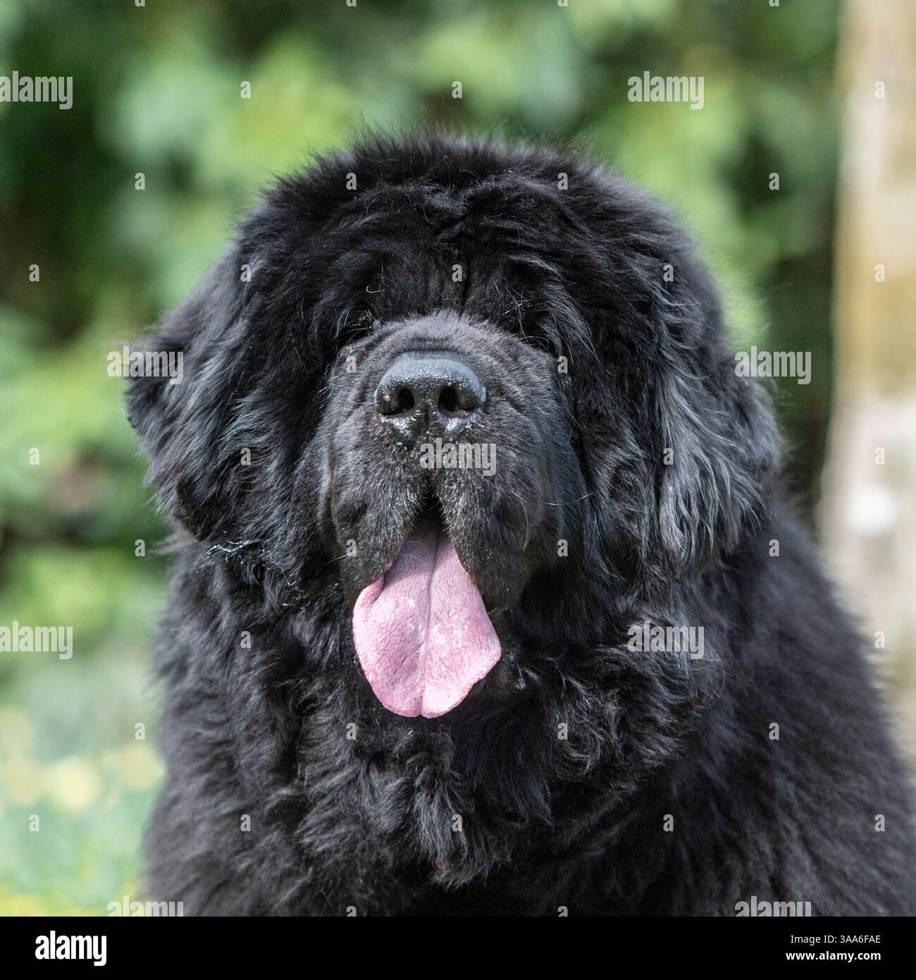 Cane di Terranova, testa, primo piano Foto Stock