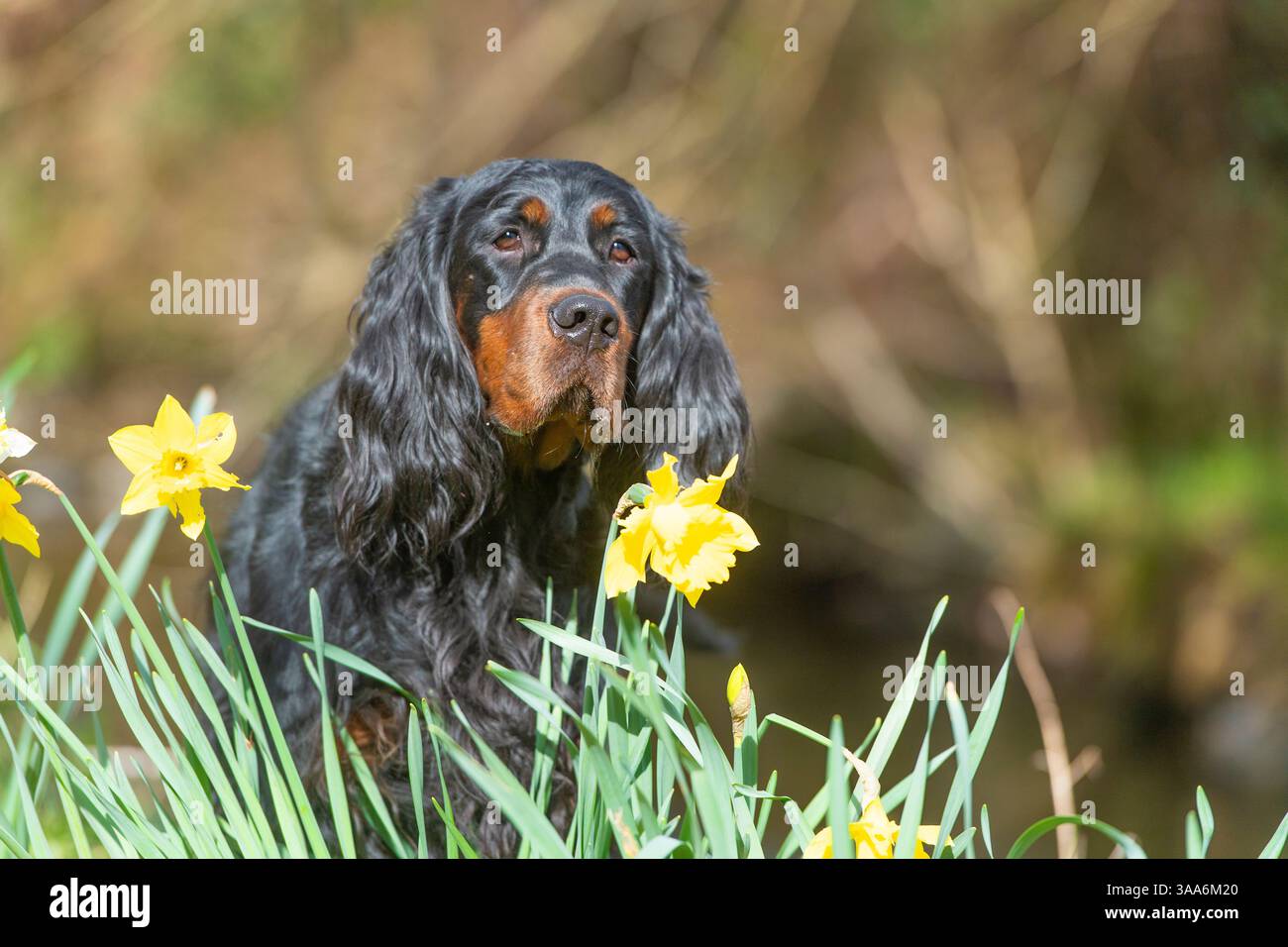 Gordon Setter in fiori primaverili Foto Stock