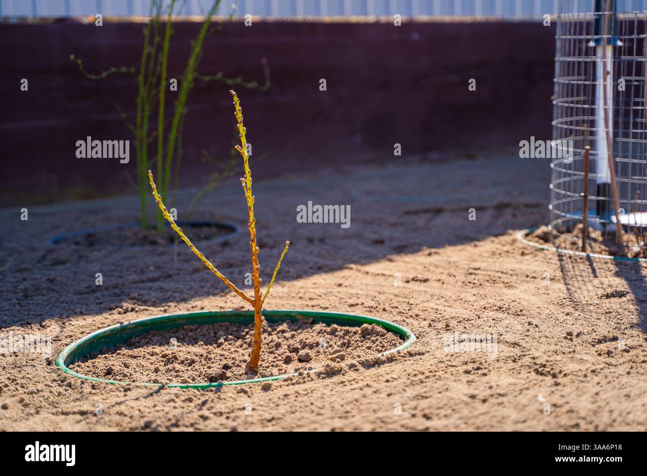 Un giovane albero o un cespuglio appena piantato. Pianificazione del paesaggio e progettazione del giardino. Foto Stock