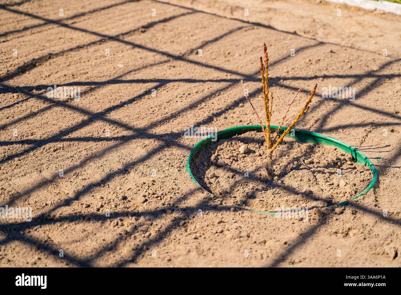 Un giovane albero o un cespuglio appena piantato. Pianificazione del paesaggio e progettazione del giardino. Foto Stock