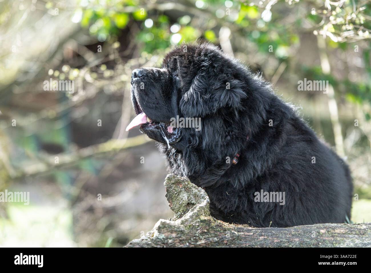 Newfoundland Foto Stock