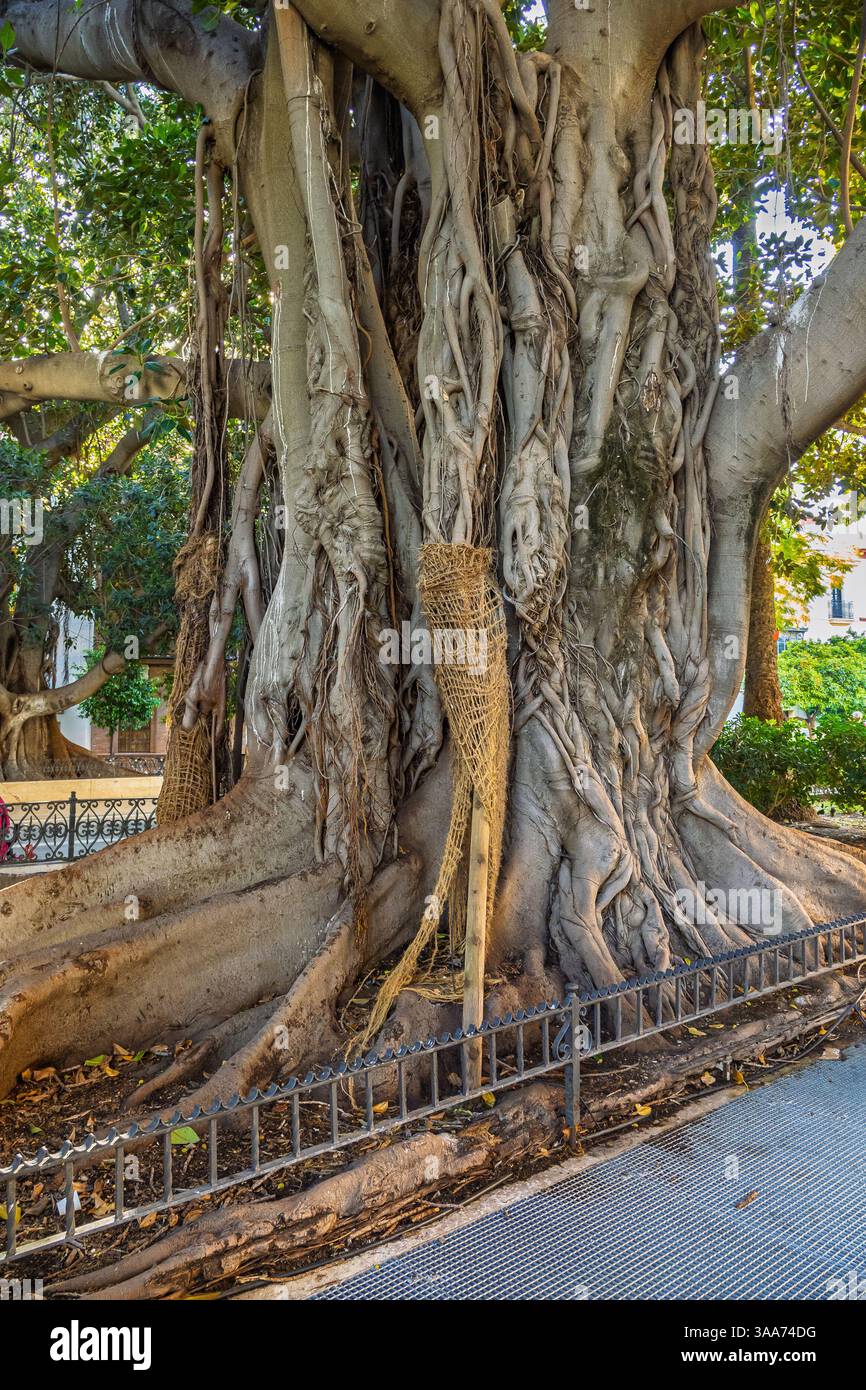 Albero fuori dal Museo De Bellas Artes De Sevilla, Siviglia, Spagna Foto Stock