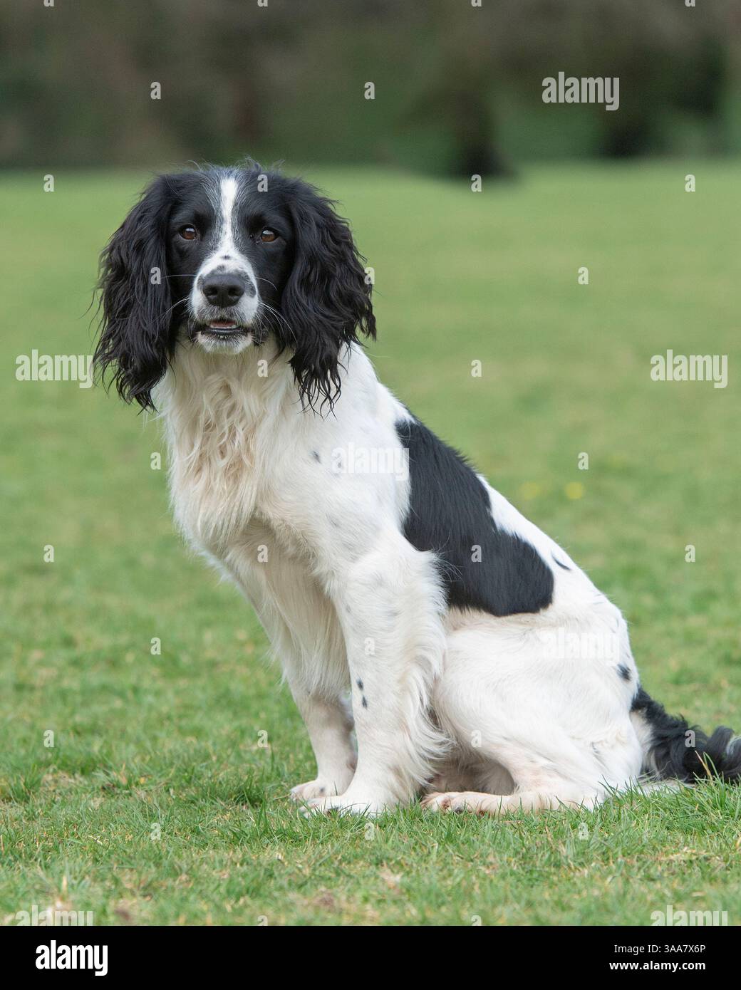 Springer Spaniel inglese bianco e nero Foto Stock