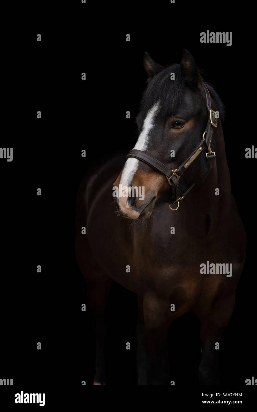 Ritratto di un elegante cavallo marrone su sfondo nero. Cattura ritratti con borchie e dettagli raffinati del cavallo. Fotografia d'arte Foto Stock