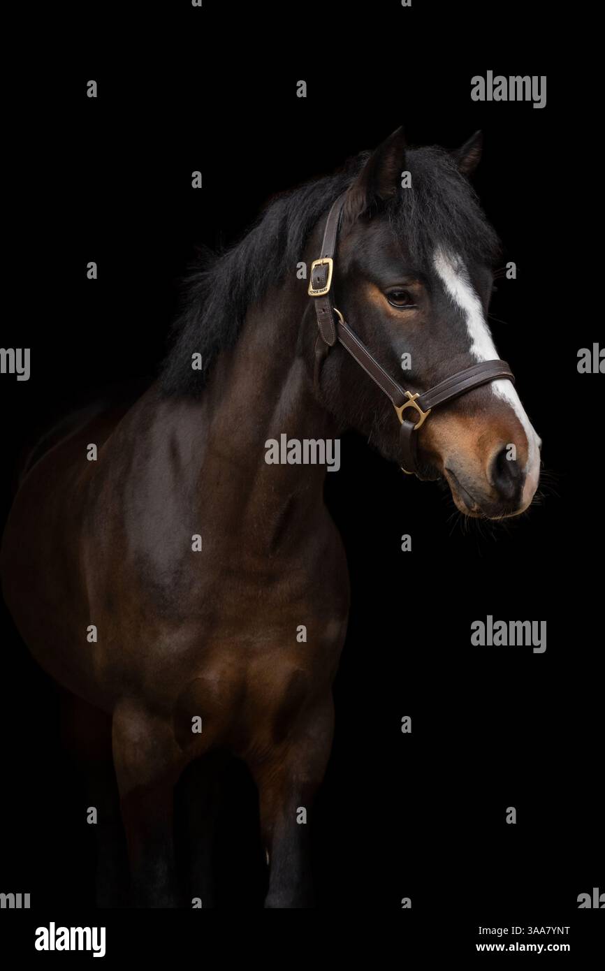 Ritratto di un elegante cavallo marrone su sfondo nero. Cattura ritratti con borchie e dettagli raffinati del cavallo. Fotografia d'arte Foto Stock