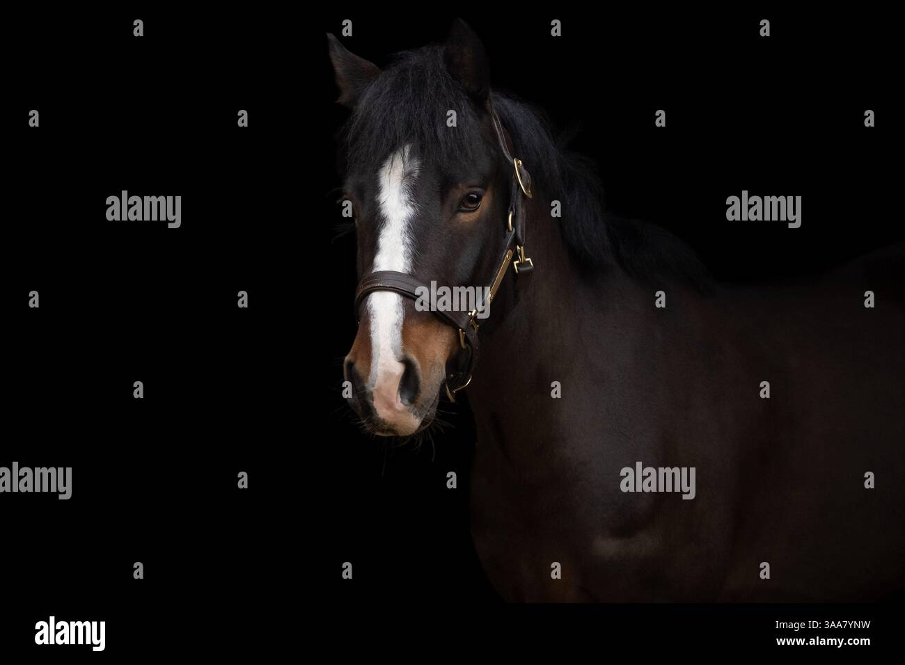 Ritratto di un elegante cavallo marrone su sfondo nero. Cattura ritratti con borchie e dettagli raffinati del cavallo. Fotografia d'arte Foto Stock