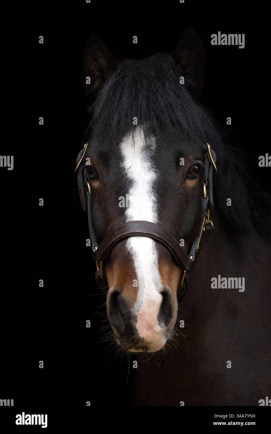 Ritratto di un elegante cavallo marrone su sfondo nero. Cattura ritratti con borchie e dettagli raffinati del cavallo. Fotografia d'arte Foto Stock
