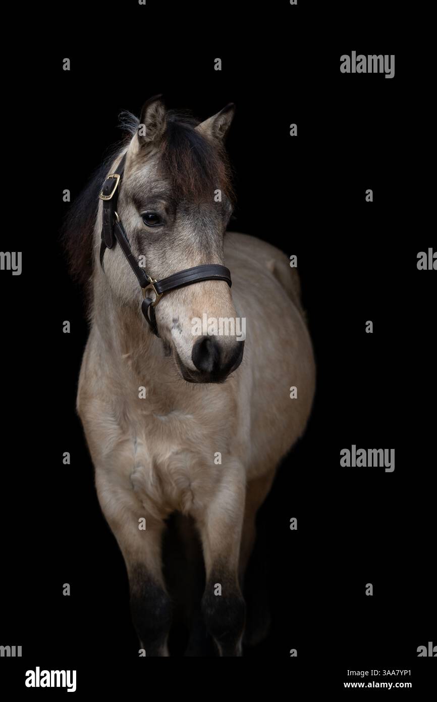 Ritratto ravvicinato di pony su sfondo nero, fotografia equina isolata. Fotografia d'arte Foto Stock