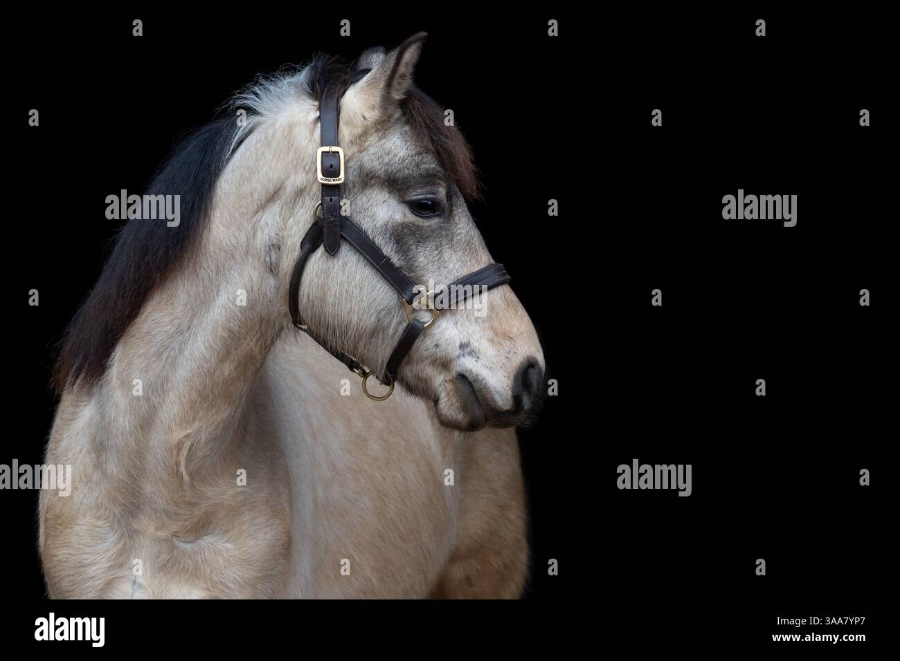 Ritratto ravvicinato di pony su sfondo nero, fotografia equina isolata. Fotografia d'arte Foto Stock