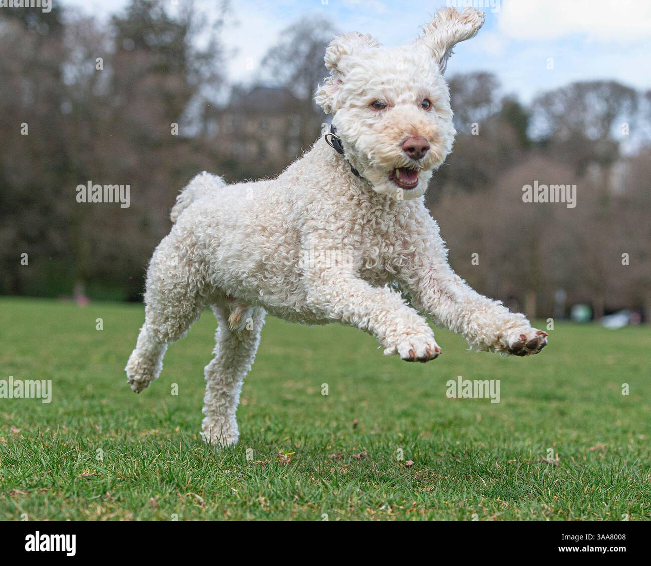 cockapoo che corre verso la fotocamera Foto Stock