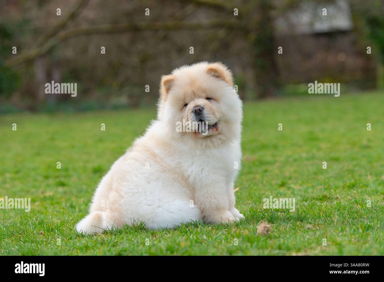 Chow Chow cucciolo Foto Stock
