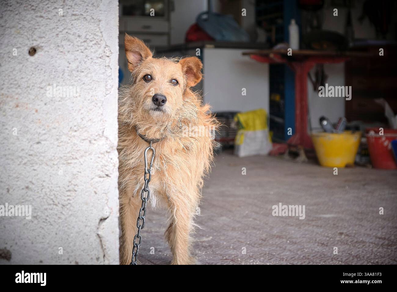 Un cane solitario siede dietro le sbarre di una gabbia di riparo, i suoi occhi implorano tranquillamente una seconda possibilità e una casa amorevole. Foto Stock