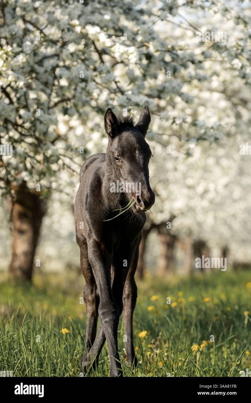 Foal si trova in un frutteto di applie fiorente a Springtime, nella fotografia d'arte Foto Stock