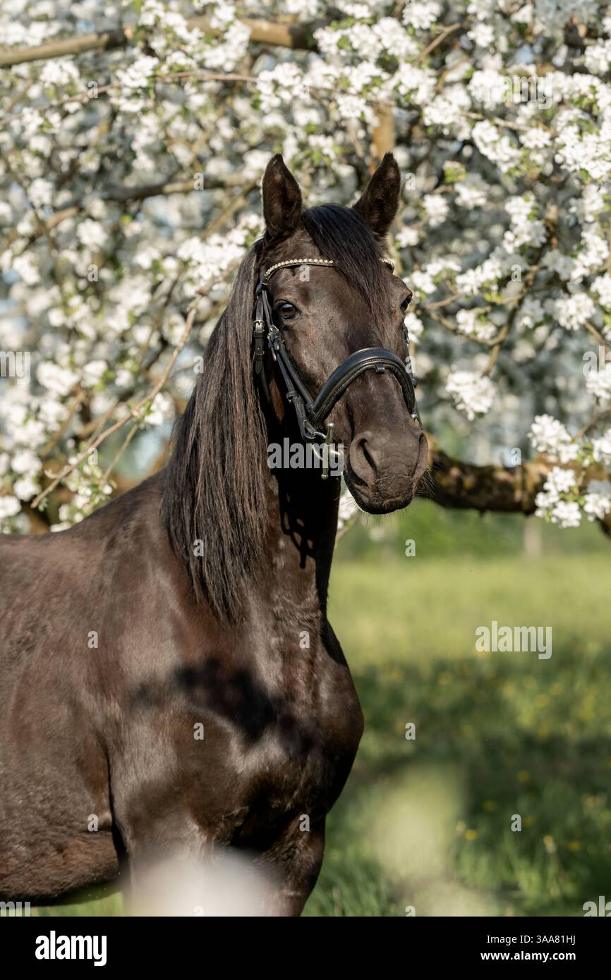 Ritratto del cavallo bruno in piedi nel frutteto di mele in fiore in primavera, fotografia artistica Foto Stock