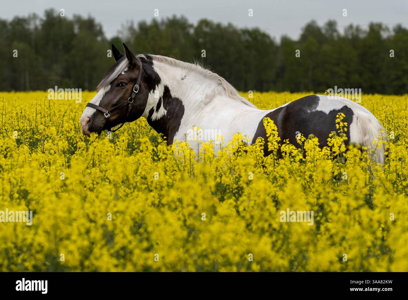 Il grande cavallo marrone e bianco si trova in un fiorente campo di colza in primavera, con belle fotografie artistiche Foto Stock