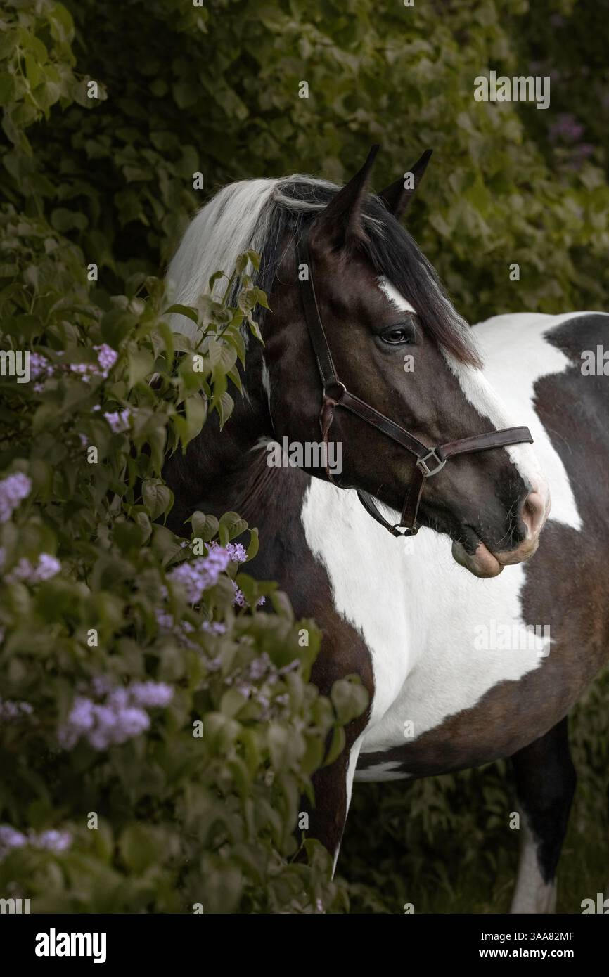 Il grande cavallo marrone e bianco si trova vicino a un cespuglio lilla in fiore in primavera, con belle fotografie artistiche Foto Stock