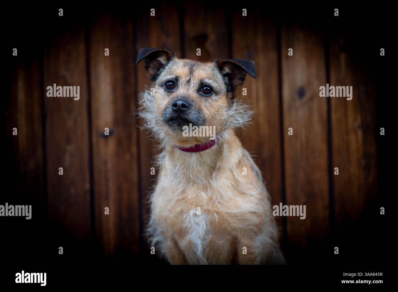 un piccolo terrier cane arruffato Foto Stock