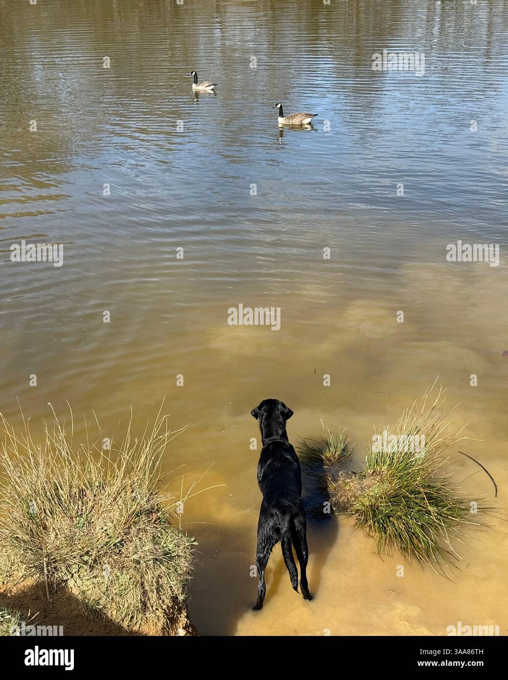 Un Black Labrador sul lato di un lago mostra curioso e giocoso interesse per due oche del Canada in una giornata di sole primaverili a Ditchling Common East Sussex - Immagine stock catturata con smartphone