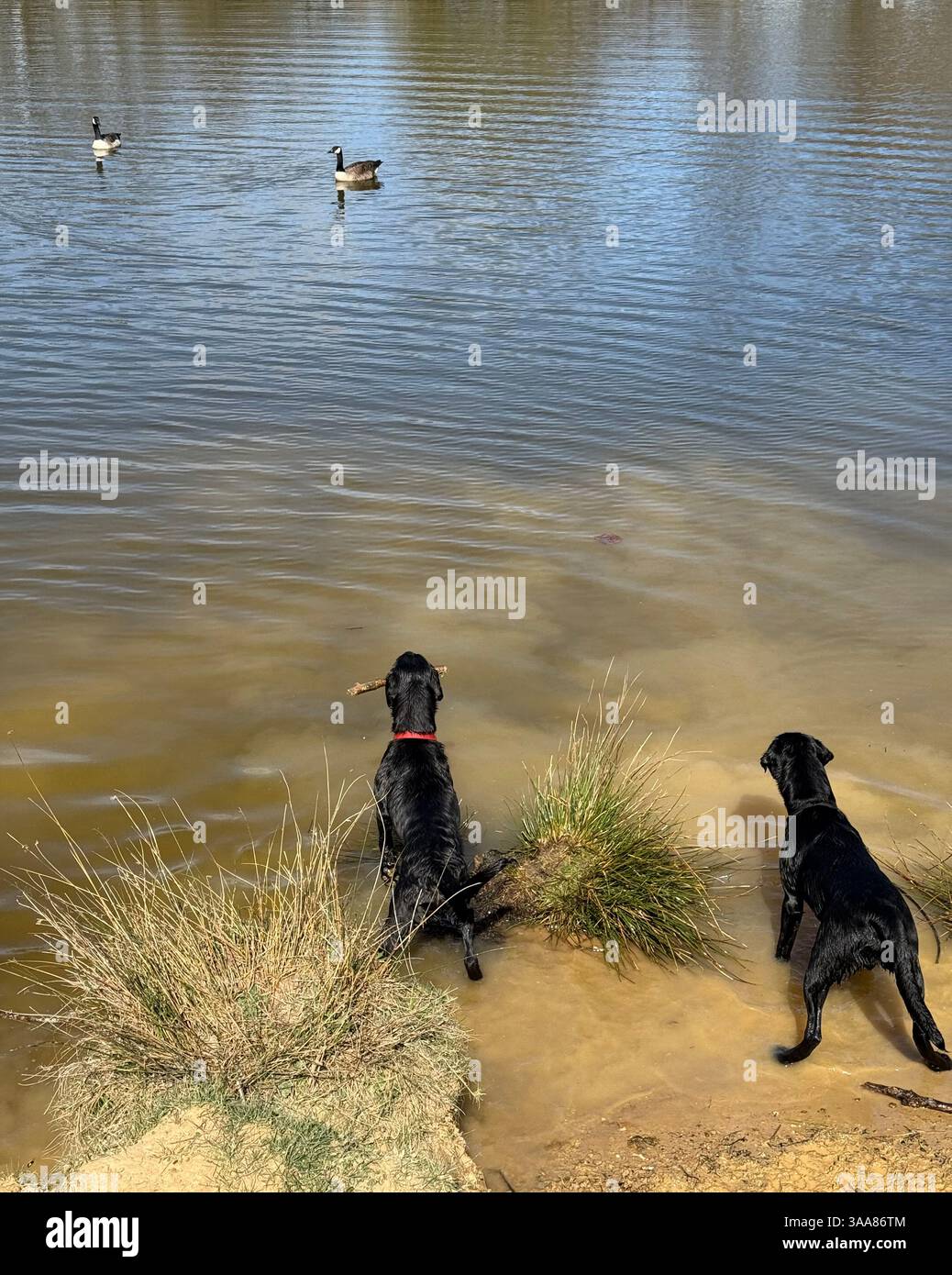 Il Black Labrador è sul lato di un lago e mostra curioso e giocoso interesse per due oche del Canada in una giornata di sole primaverili a Ditchling Common East Sussex - Immagine stock catturata con smartphone