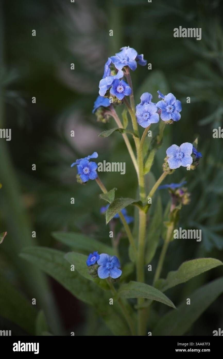 Forging Forget-me-not (Myosotis sylvatica) 6825 Foto Stock