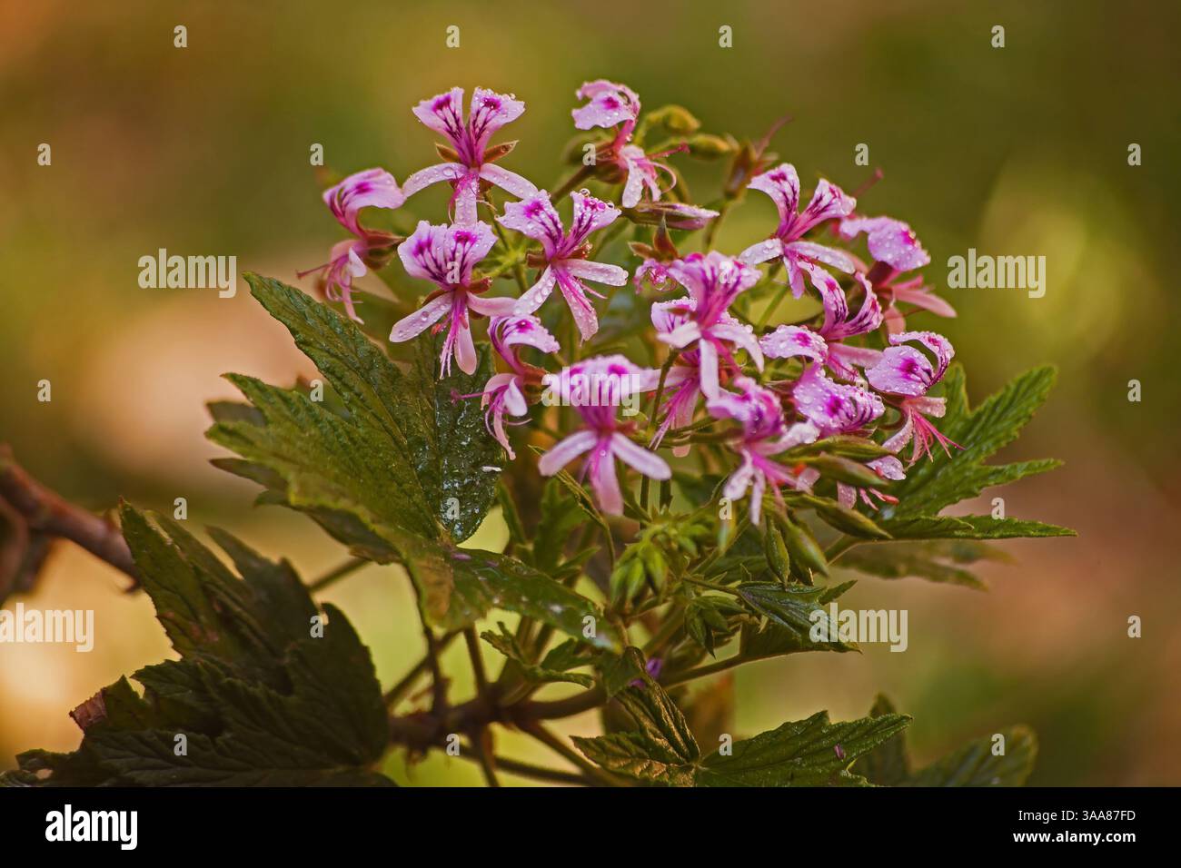Fiori di citronella Pelargonium citronellum 16060 Foto Stock Fiori di citronella Pelargonium citronellum 16060 Foto Stock