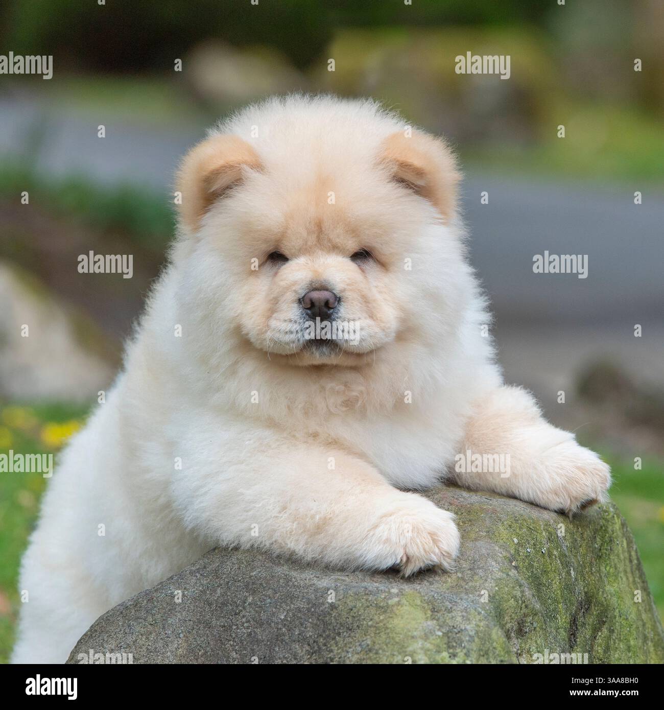 chow chow, cucciolo Foto Stock