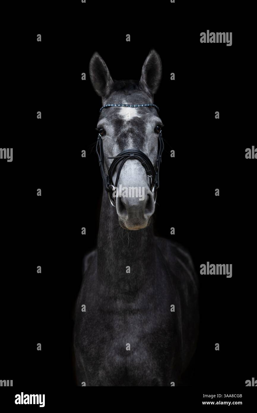 Il ritratto del cavallo bianco sul dorso su sfondo nero. Stile artistico Foto Stock