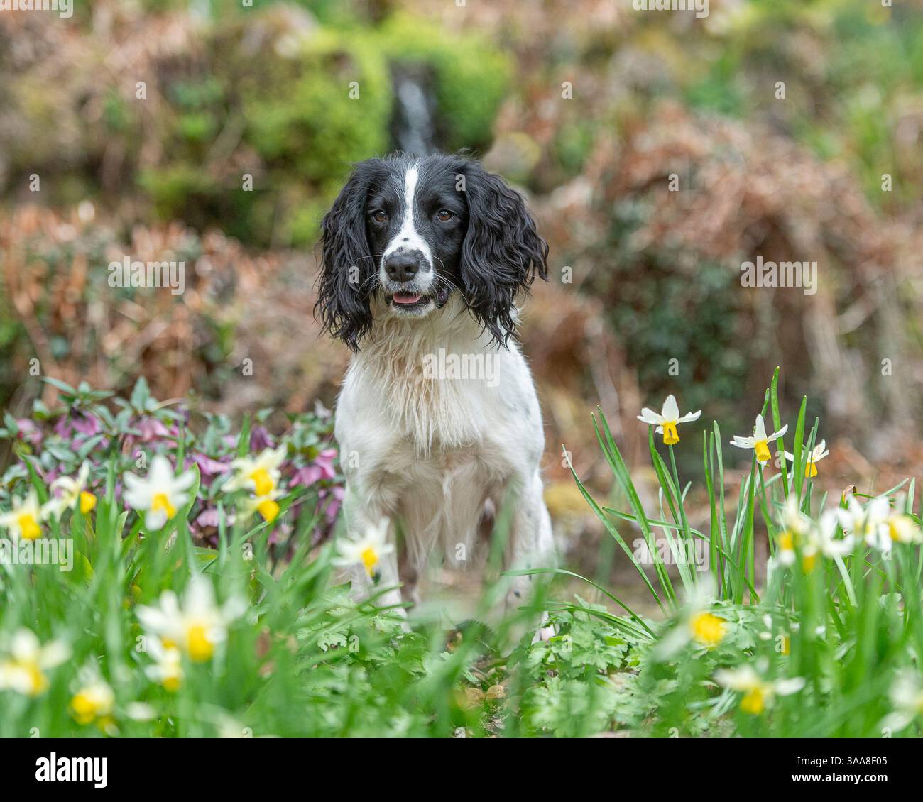 Spaniel inglese seduto in fiori primaverili Foto Stock