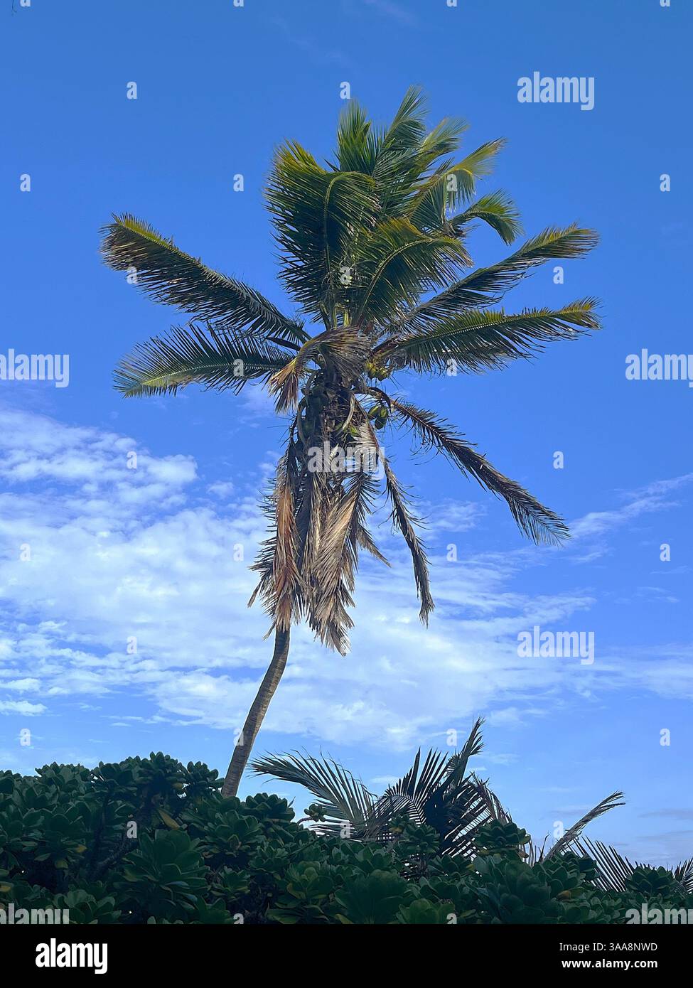 Una palma torreggia sopra gli arbusti contro un cielo blu lungo la costa orientale delle Barbados. Foto Stock