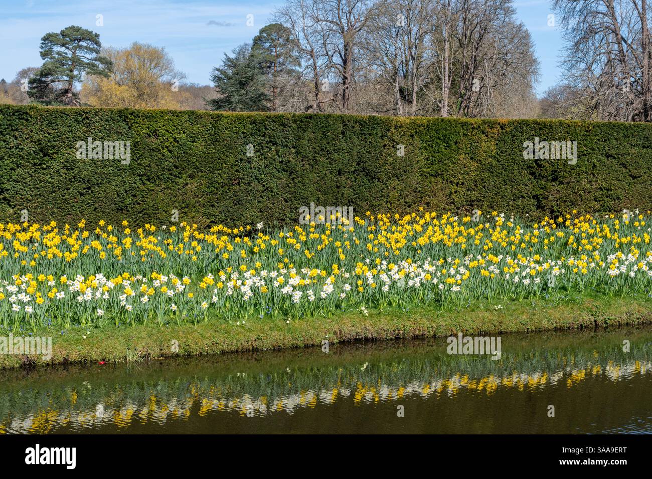 Linea di narcisi e narcisi riflessi nel lago, Hever Castle Garden, Kent, Inghilterra, Regno Unito, durante la primavera Foto Stock