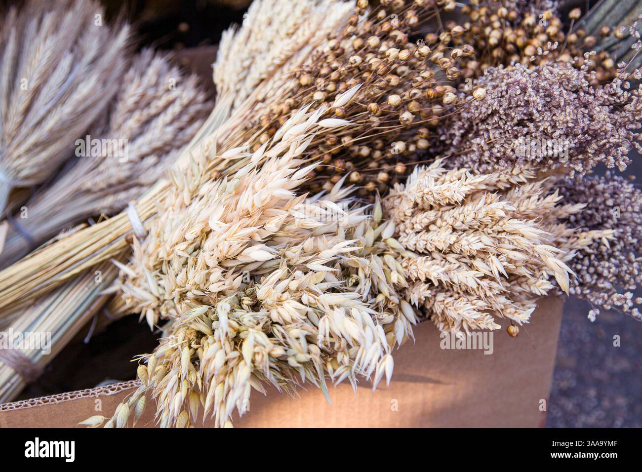 Sfondo con bouquet minimalistici di erbe secche e frumento, lenticchie e altri in stile rustico Foto Stock
