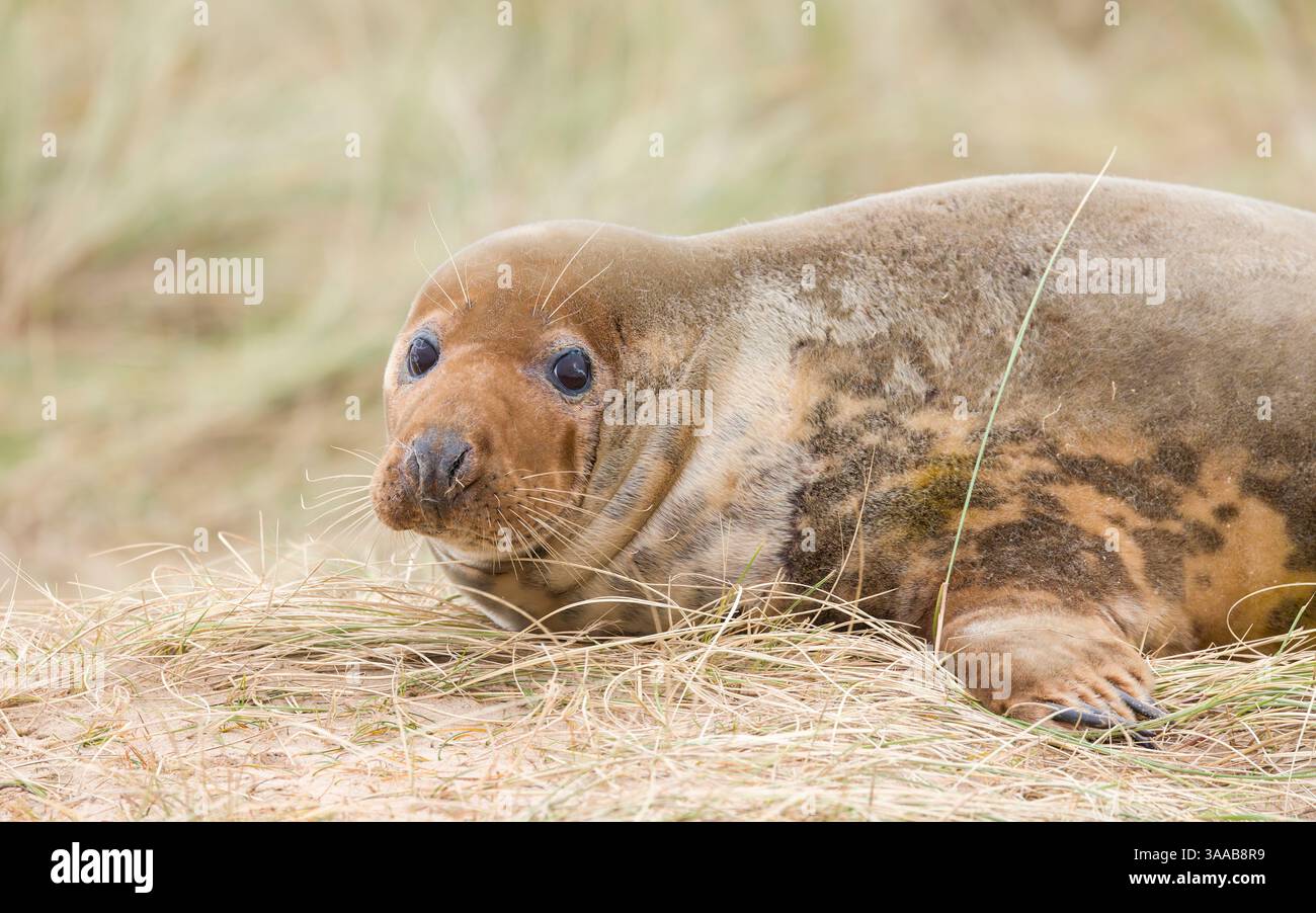 Giovane femmina di foca grigia da sola sulle dune di sabbia su una spiaggia in inverno. Horsey Gap, Norfolk, Regno Unito Foto Stock