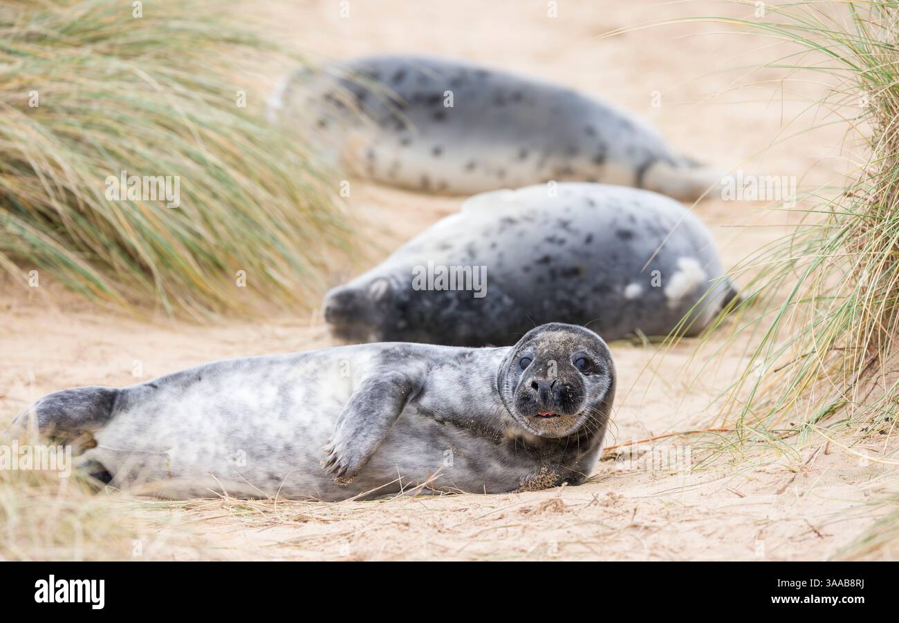 Cuccioli di foca grigia (Halichoerus grypus) in dune di sabbia sulla spiaggia in inverno. Horsey Gap, Norfolk, Regno Unito Foto Stock
