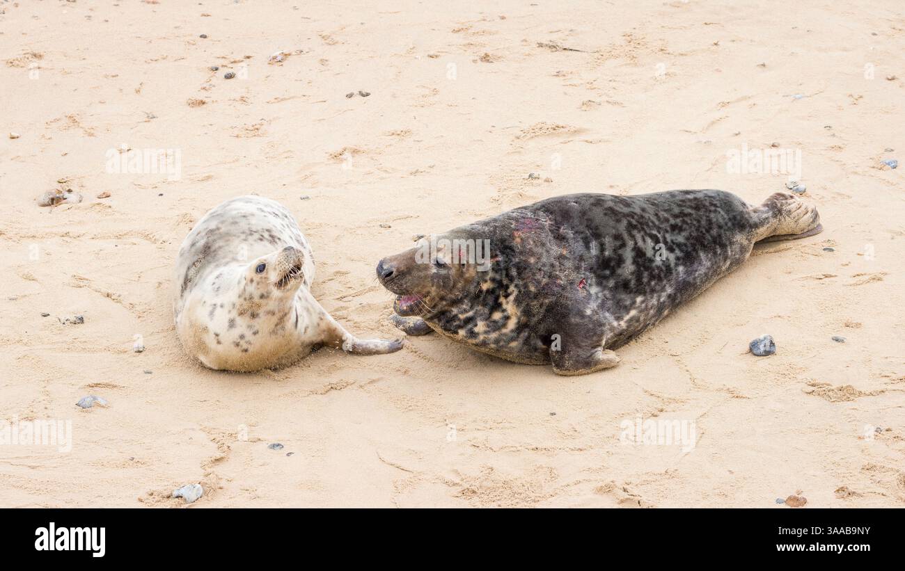 Foche grigie maschili e femminili (Halichoerus grypus) sulla spiaggia in inverno a Horsey Gap, Norfolk, Regno Unito Foto Stock