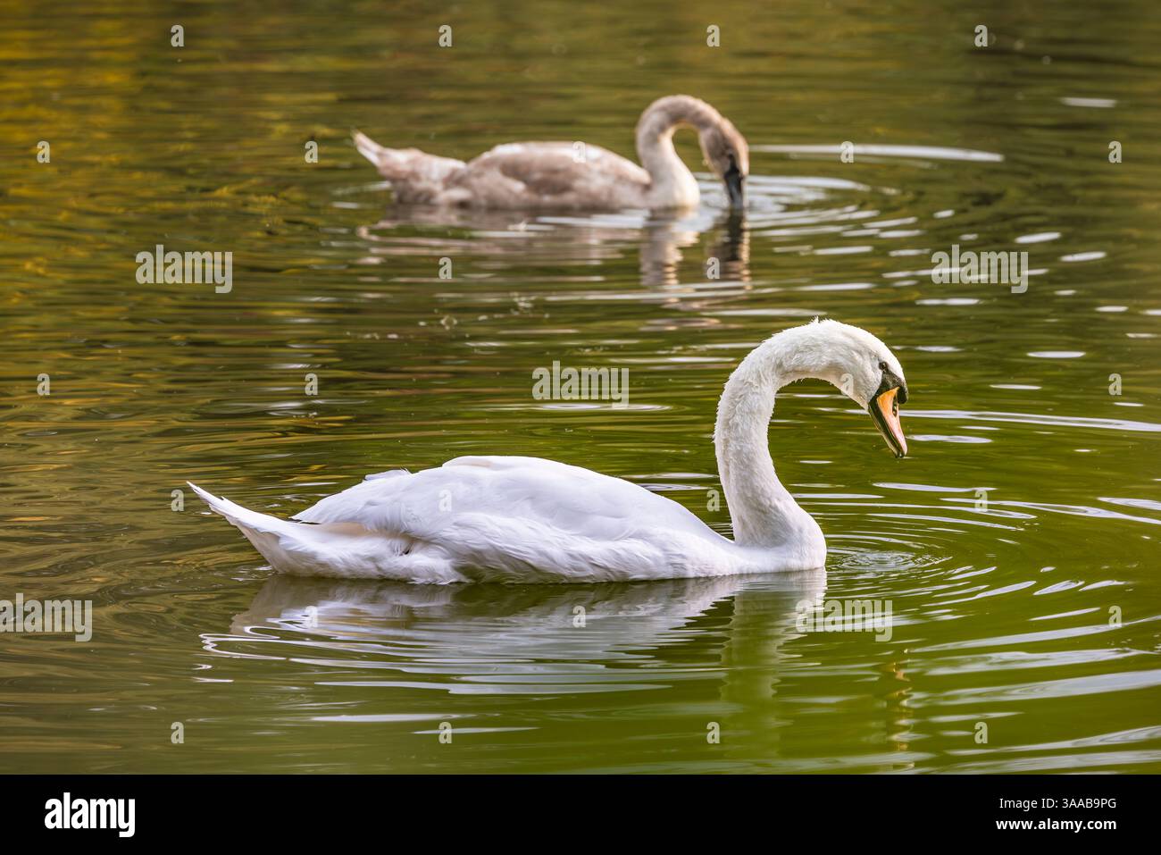 Cigno muta (Cygnus olor) con cygnet che nuota sul fiume Nidd, Nidderdale, Yorkshire Dales, North Yorkshire, Regno Unito Foto Stock