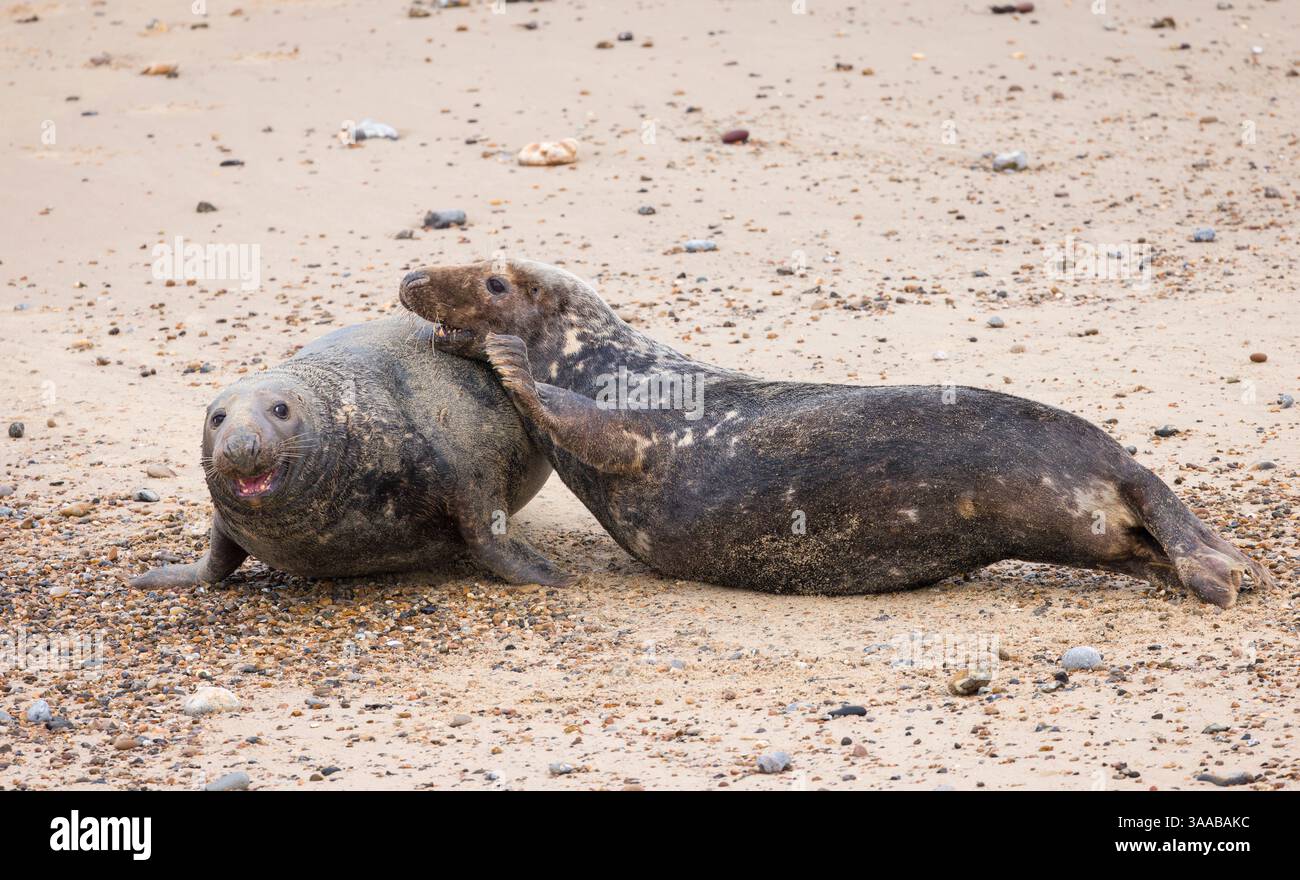 Due maschi di foche grigie (Halichoerus grypus) combattono sulla spiaggia in inverno. Horsey Gap, Norfolk, Regno Unito Foto Stock