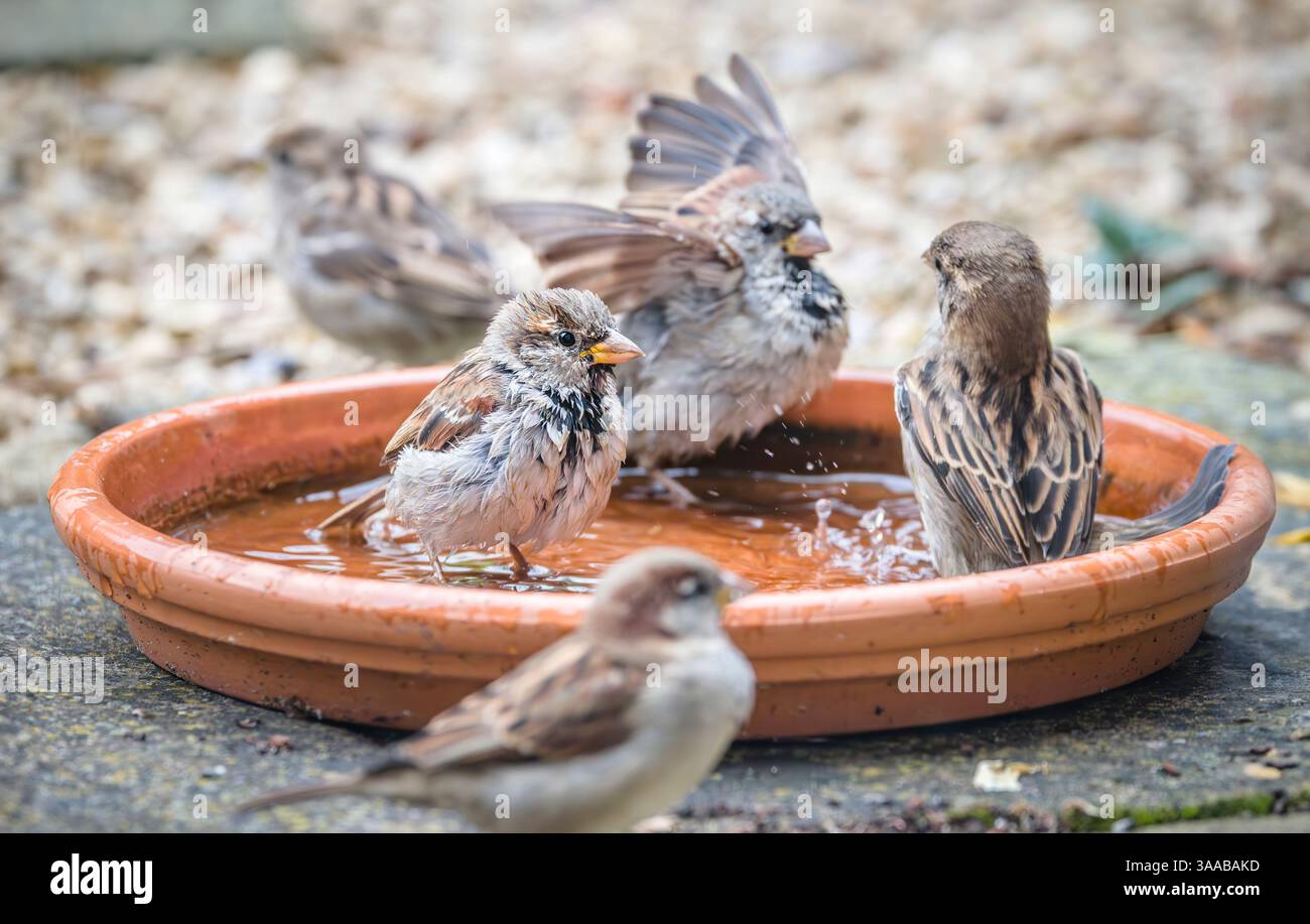 Passeri della casa (Passer domesticus) che fanno il bagno in un vassoio d'acqua poco profondo durante l'estate nel Regno Unito Foto Stock