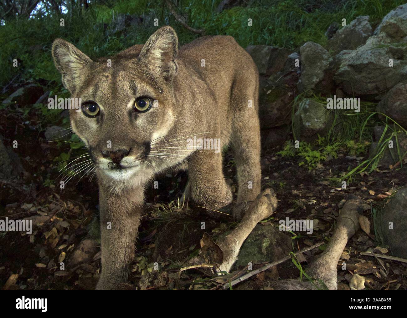 9 febbraio 2015 - Camarillo, CALIFORNIA, Stati Uniti d'America - Una puma californiana etichettata come P-33 viene catturata da biologi su una telecamera remota il 9 febbraio 2015 all'estremità orientale delle montagne di Santa Susana vicino a Camarillo, California (Credit Image: © NPS/Planet Pix via ZUMA Wire) Foto Stock