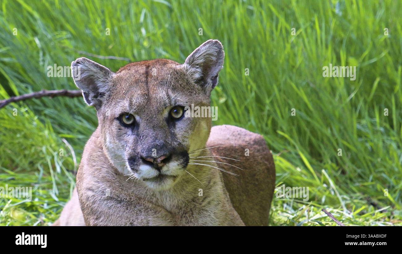22 marzo 2015 - Santa Susana, CALIFORNIA, Stati Uniti d'America - Un puma maschile californiano catturato da biologi su una telecamera remota 22 marzo 2015 all'estremità orientale delle Santa Susana Mountains, California (Credit Image: © NPS/Planet Pix via ZUMA Wire) Foto Stock