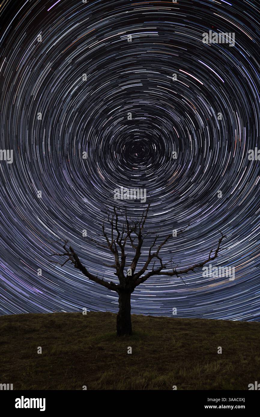 Sentieri stellari su un vecchio albero solitario sulla collina Foto Stock