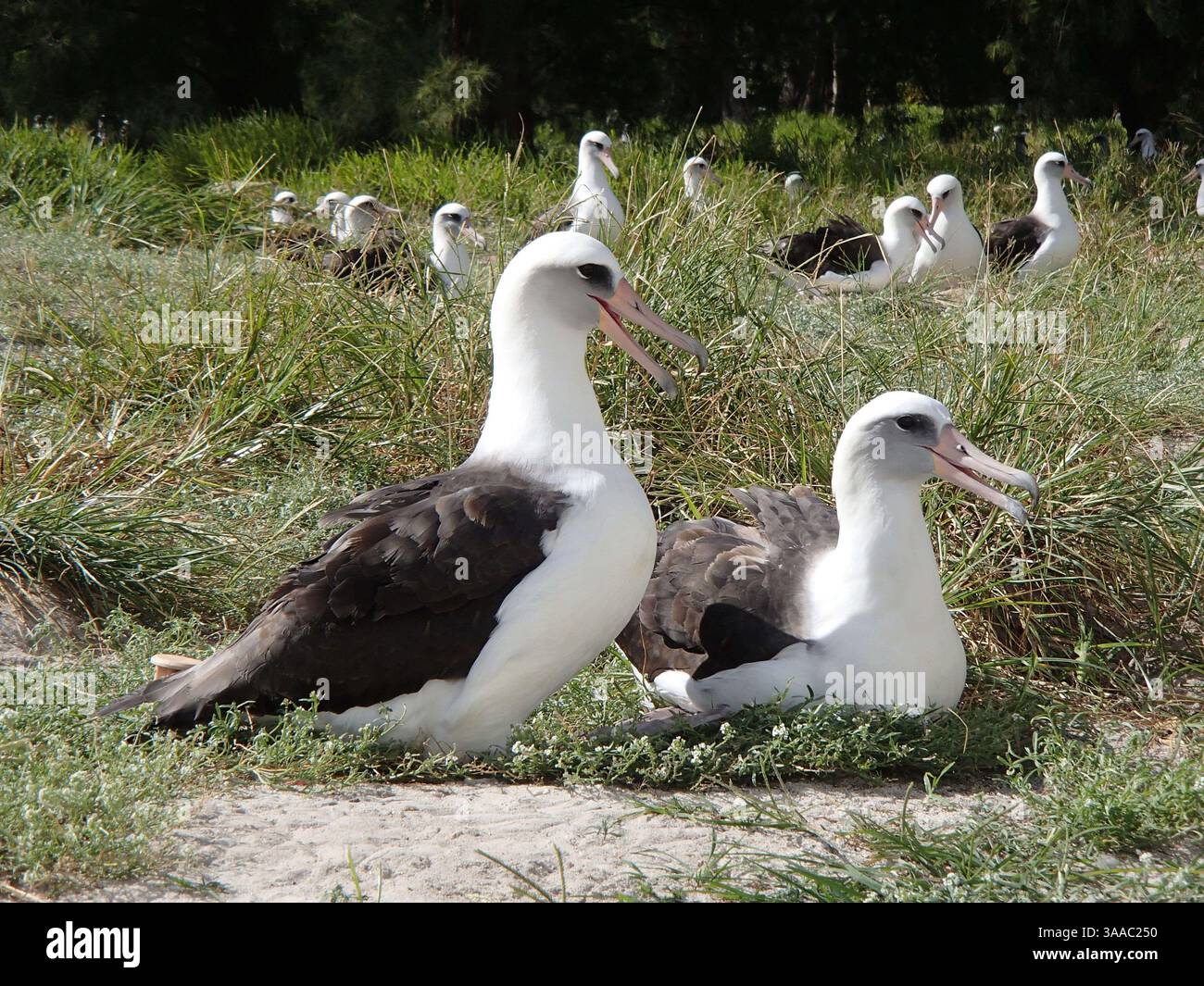 21 novembre 2013 - Atollo Midway, Stati Uniti d'America - Wisdom, il più antico uccello selvatico a banda tende al suo uovo con il suo compagno il 21 novembre 2013 al Midway Atoll National Wildlife Refuge. Ogni anno l'albatross Laysan torna a nidificare e allevare le sue pulcini. Sul rifugio, ospita il 70% dell'albatro Laysan worldâ e la più grande colonia delle specie di albatro del mondo. (Immagine di credito: © Pete Leary/Planet Pix tramite ZUMA Wire) Foto Stock 21 novembre 2013 - Atollo Midway, Stati Uniti d'America - Wisdom, il più antico uccello selvatico a banda tende al suo uovo con il suo compagno il 21 novembre 2013 al Midway Atoll National Wildlife Refuge. Ogni anno l'albatross Laysan torna a nidificare e allevare le sue pulcini. Sul rifugio, ospita il 70% dell'albatro Laysan worldâ e la più grande colonia delle specie di albatro del mondo. (Immagine di credito: © Pete Leary/Planet Pix tramite ZUMA Wire) Foto Stock
